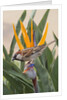 House Sparrow on Bird of Paradise by Anonymous