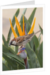 House Sparrow on Bird of Paradise by Anonymous
