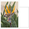 House Sparrow on Bird of Paradise by Anonymous