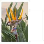 House Sparrow on Bird of Paradise by Anonymous