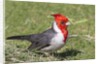 Red-crested cardinal by Anonymous