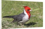 Red-crested cardinal by Anonymous