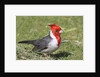 Red-crested cardinal by Anonymous