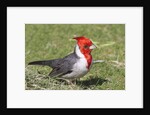 Red-crested cardinal by Anonymous