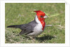 Red-crested cardinal by Anonymous