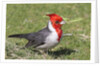 Red-crested cardinal by Anonymous