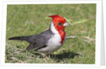 Red-crested cardinal by Anonymous