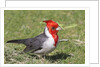 Red-crested cardinal by Anonymous