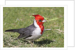 Red-crested cardinal by Anonymous