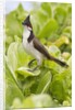 Red-Whiskered Bulbul by Anonymous