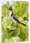 Red-Whiskered Bulbul by Anonymous