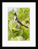 Red-Whiskered Bulbul by Anonymous