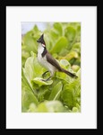 Red-Whiskered Bulbul by Anonymous