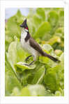 Red-Whiskered Bulbul by Anonymous