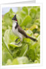 Red-Whiskered Bulbul by Anonymous