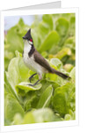 Red-Whiskered Bulbul by Anonymous
