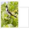 Red-Whiskered Bulbul by Anonymous