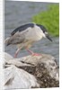 Black-crowned night heron by Anonymous
