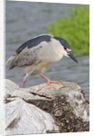 Black-crowned night heron by Anonymous