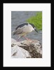 Black-crowned night heron by Anonymous