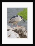 Black-crowned night heron by Anonymous
