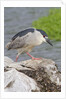 Black-crowned night heron by Anonymous