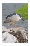 Black-crowned night heron by Anonymous