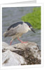 Black-crowned night heron by Anonymous