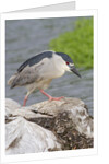 Black-crowned night heron by Anonymous