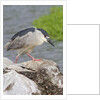 Black-crowned night heron by Anonymous