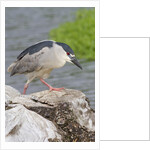 Black-crowned night heron by Anonymous