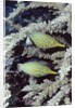 Pair of Longnose Hawkfish by Anonymous