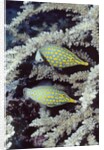Pair of Longnose Hawkfish by Anonymous