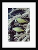 Pair of Longnose Hawkfish by Anonymous