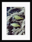 Pair of Longnose Hawkfish by Anonymous