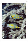 Pair of Longnose Hawkfish by Anonymous