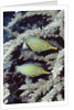 Pair of Longnose Hawkfish by Anonymous