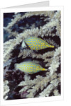 Pair of Longnose Hawkfish by Anonymous