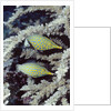 Pair of Longnose Hawkfish by Anonymous