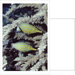 Pair of Longnose Hawkfish by Anonymous