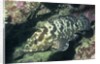 Camouflage Grouper by Anonymous