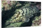 Camouflage Grouper by Anonymous