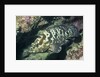 Camouflage Grouper by Anonymous