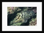 Camouflage Grouper by Anonymous