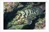 Camouflage Grouper by Anonymous