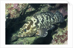 Camouflage Grouper by Anonymous