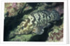 Camouflage Grouper by Anonymous