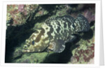 Camouflage Grouper by Anonymous