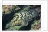 Camouflage Grouper by Anonymous