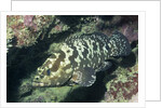 Camouflage Grouper by Anonymous